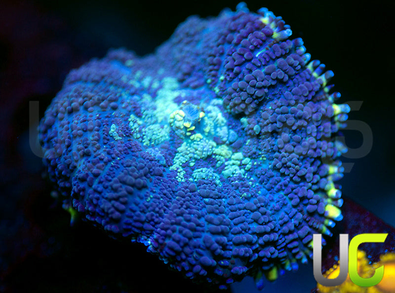 UC Doomsday Bounce Mushroom