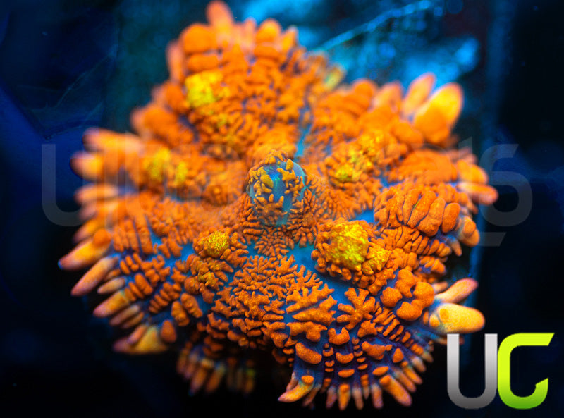 OG Flamethrower Mushroom