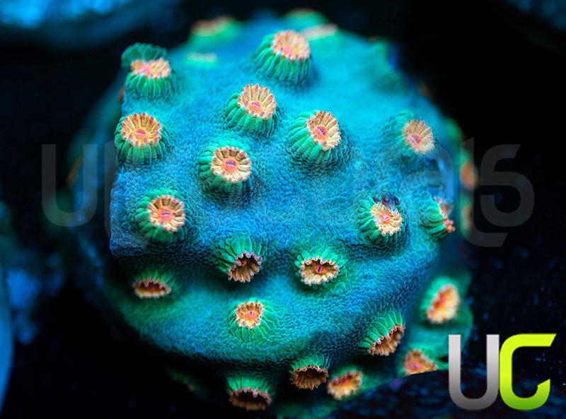 Meteor Shower Cyphastrea