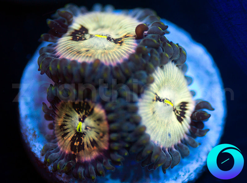 Hawaiian Ding Dang PE