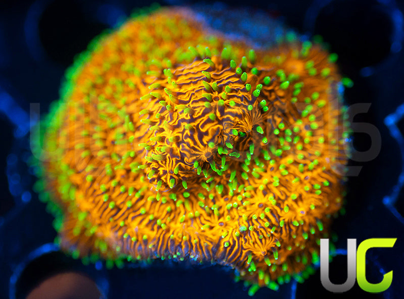 UC Fuzzy Navel Litho