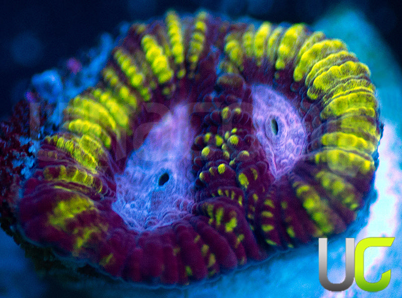 Raptors Rainbow Favia