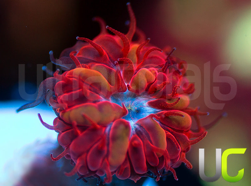 UC Blue Raven Blasto