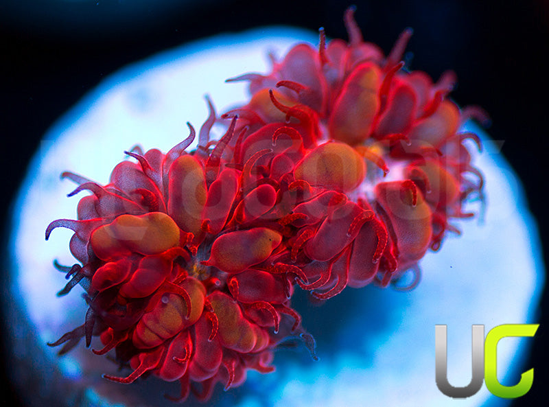 UC Blue Raven Blastos