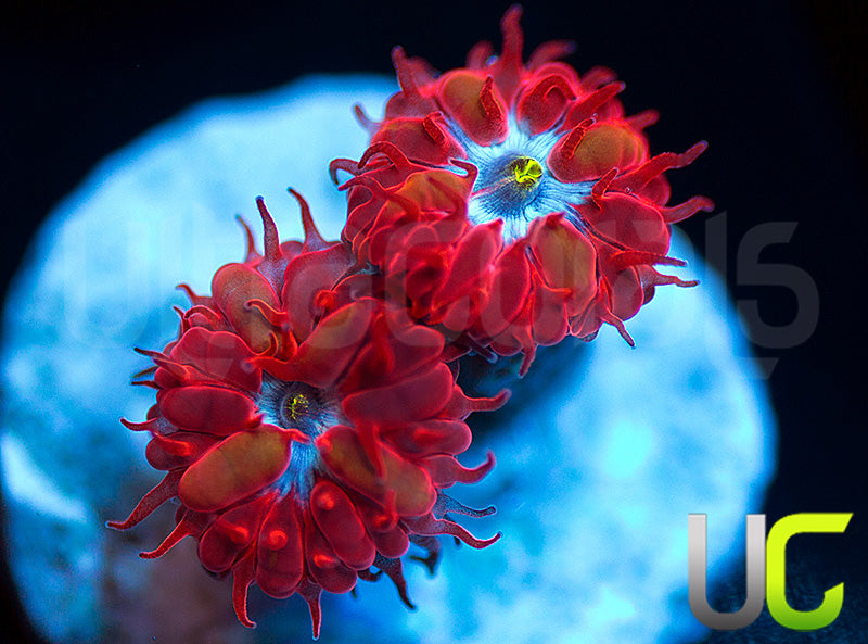 UC Blue Raven Blastos