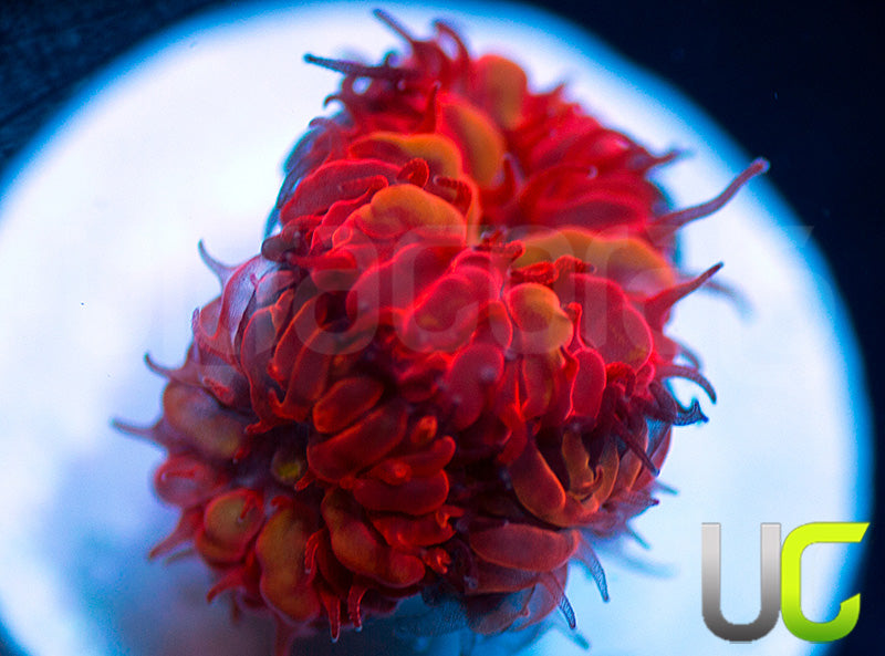 UC Blue Raven Blastos