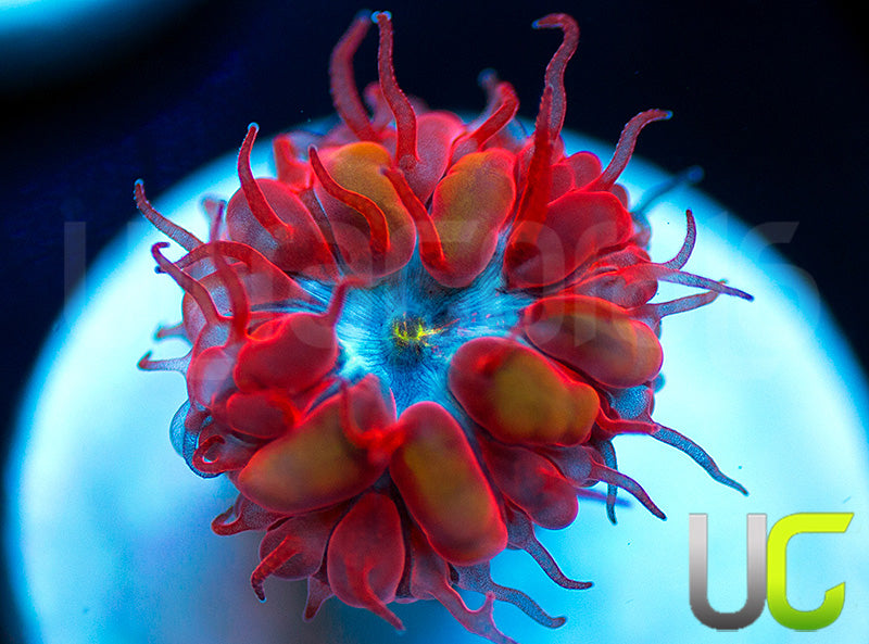 UC Blue Raven Blasto