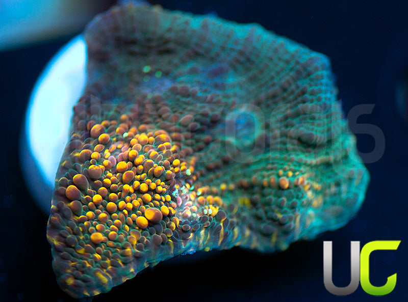 UC Money Bags Chalice