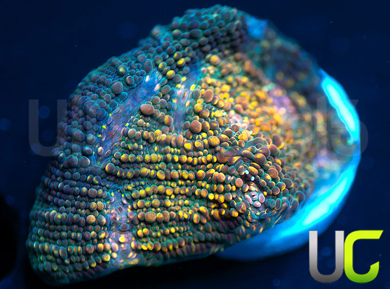 UC Money Bags Chalice