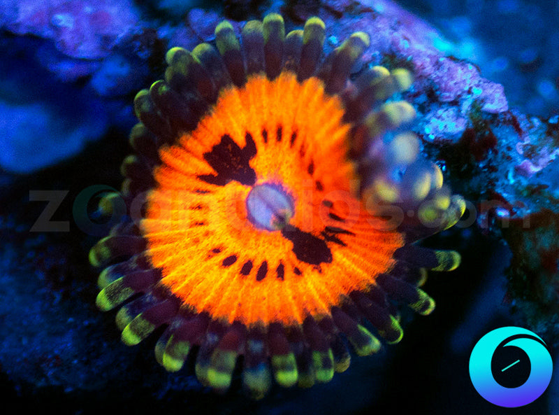 Bloodsucker