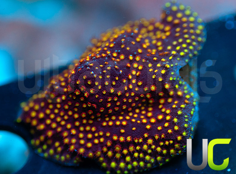 UC Flamethrower Stylo