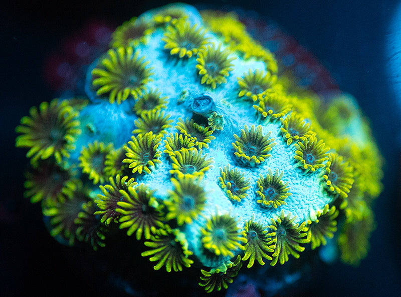 UC Sea Foam Cyphastrea