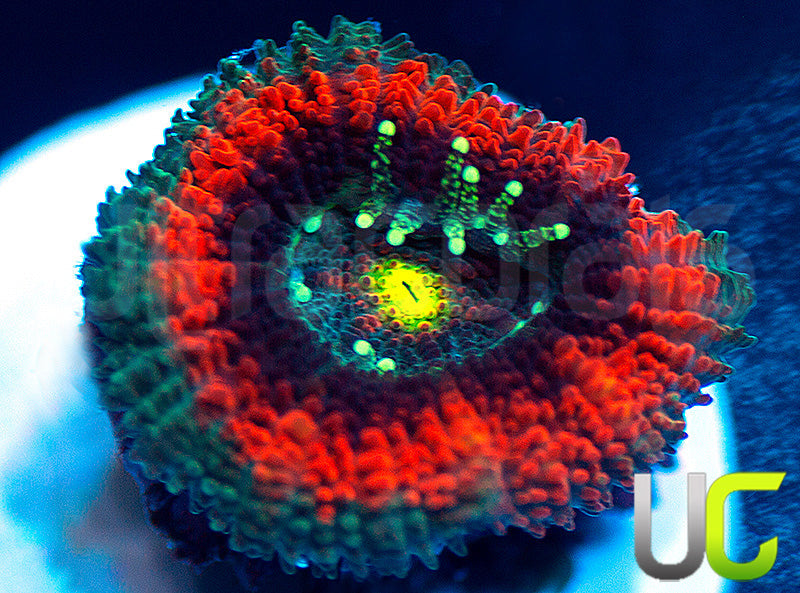 UC Battlestar Micro Amakusensis