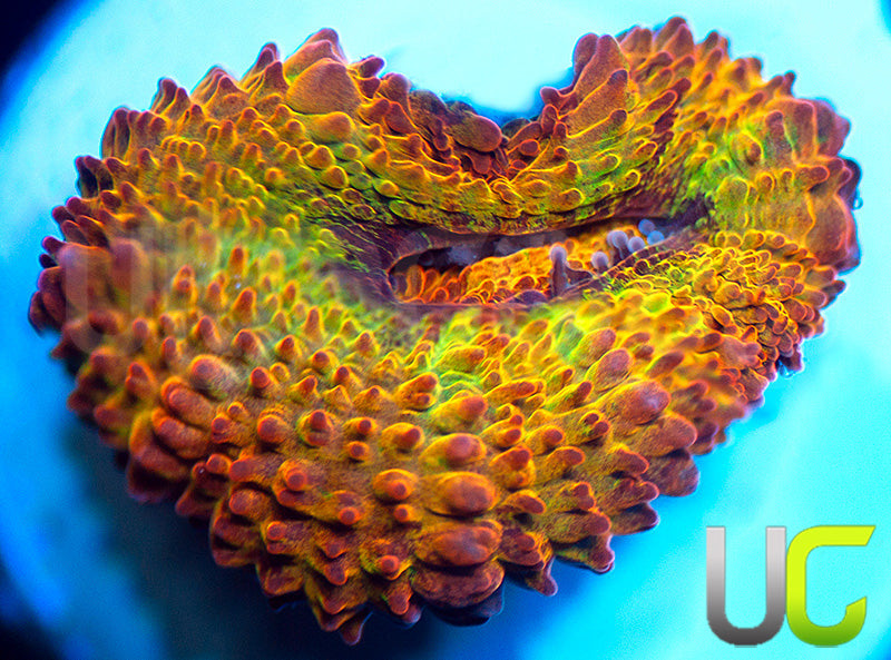 NEW RELEASE: UC Utopia Micro Amakusensis