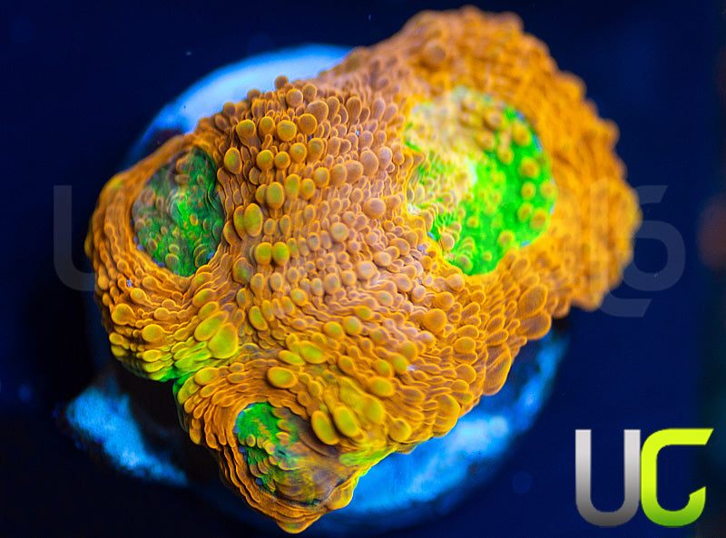 NEW RELEASE: UC Lorax Acan Echinata