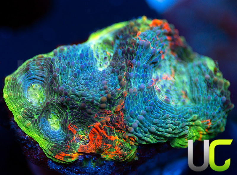 UC Rainbow Acan Echinata