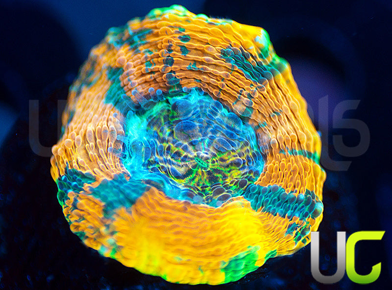 BigR Gumdrop Acan Echinata