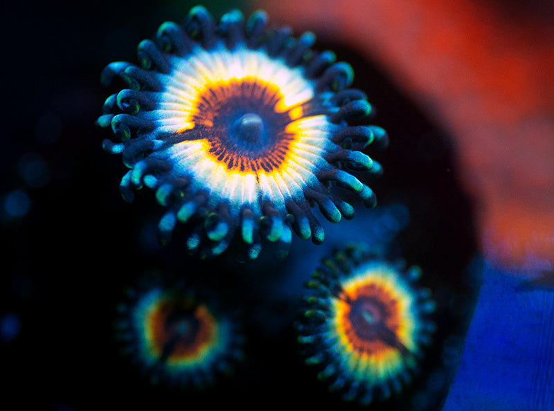Sonic Flare Zoas