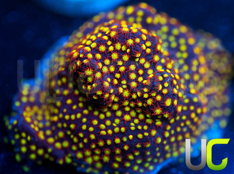 UC Flamethrower Stylo