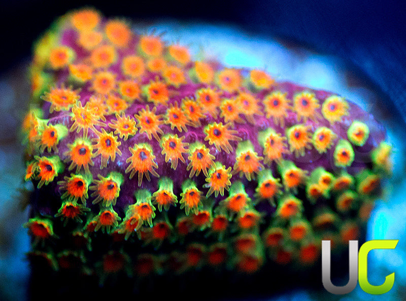 WWC Looney Tunes Stylo