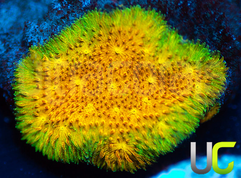 Yellow Yutz Psammocora