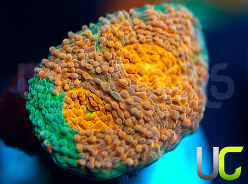 NEW RELEASE: UC Liger Acan Rotundaflora