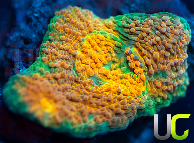 NEW RELEASE: UC Liger Acan Rotundaflora
