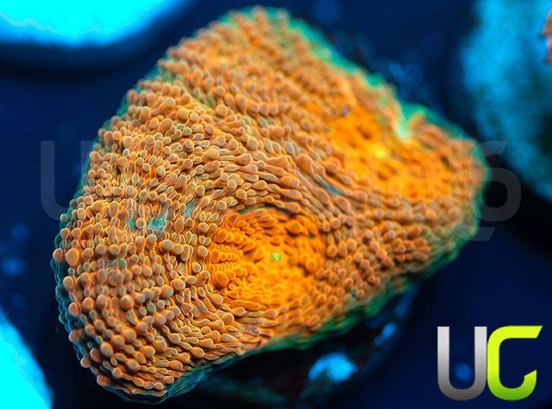 NEW RELEASE: UC Liger Acan Rotundaflora