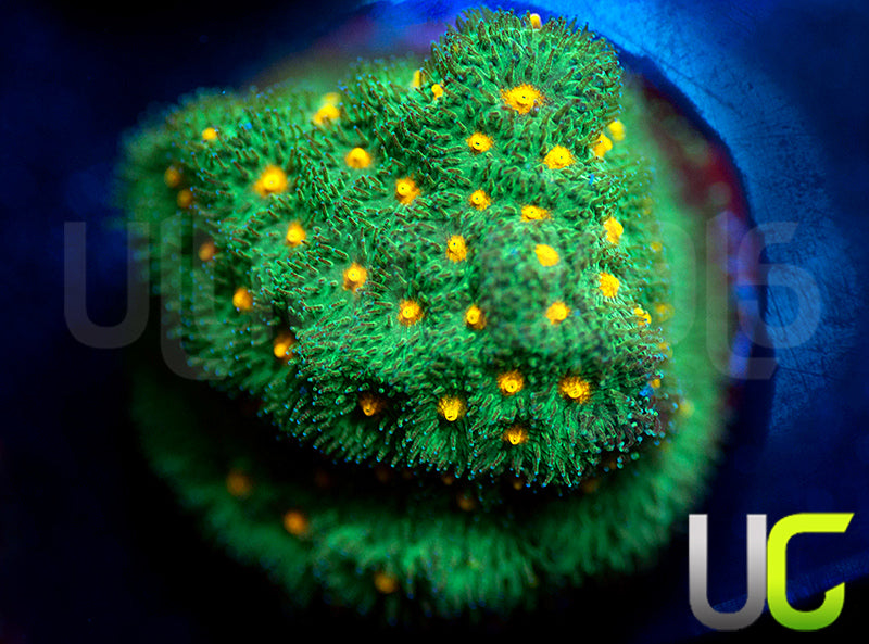 CC Smashing Pumpkins Psammocora