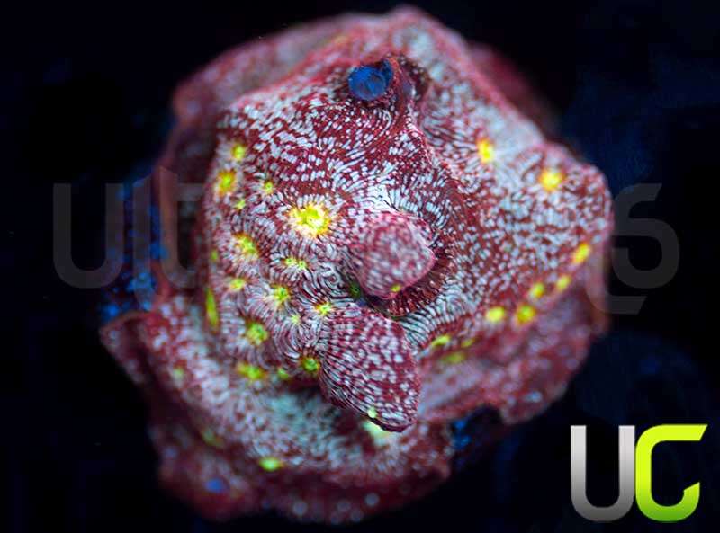 UC Red Devil Lepto
