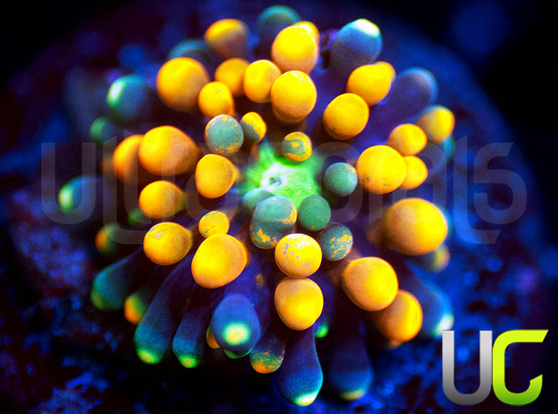 UC Orange Bubble Bouncing Florida Ricordea Baby