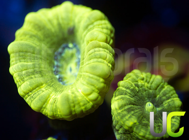 Kryptonite Candy Cane