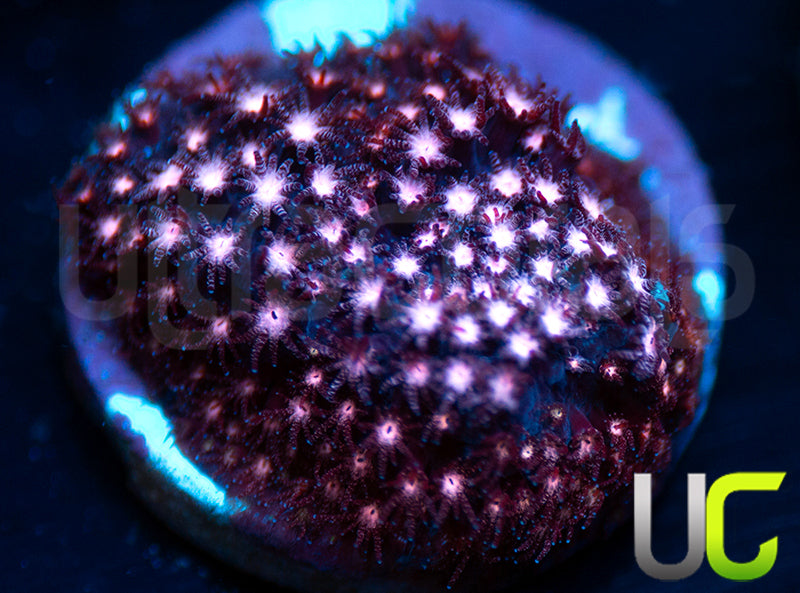 JF Jose Casas Pink Polyp Stylo