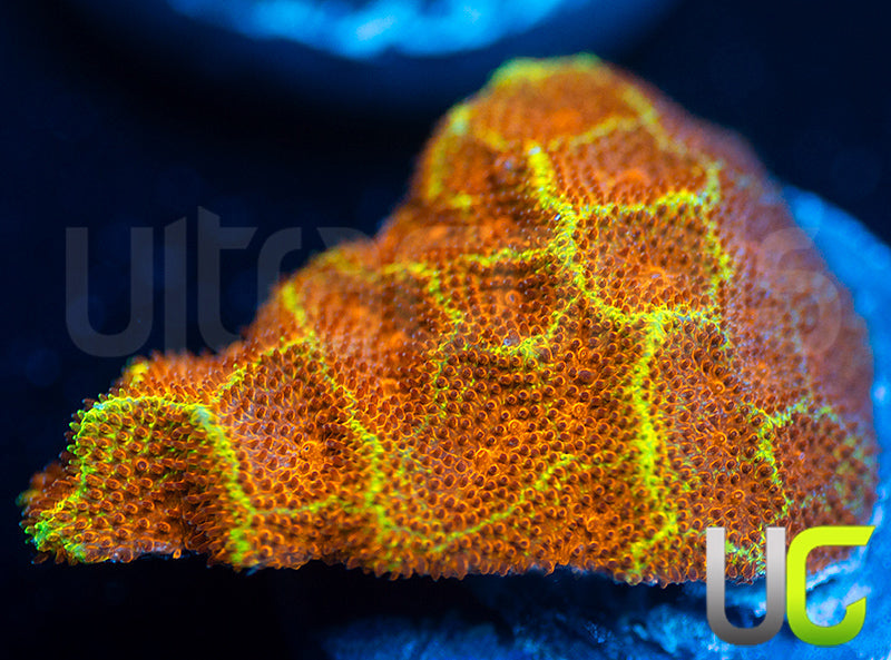 UC Wicked Ridge Psammocora