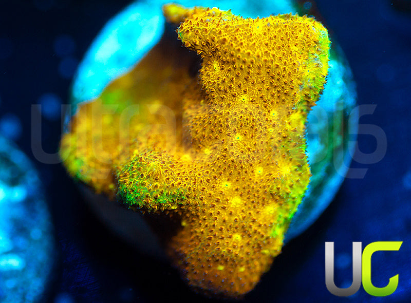 Yellow Yutz Psammocora