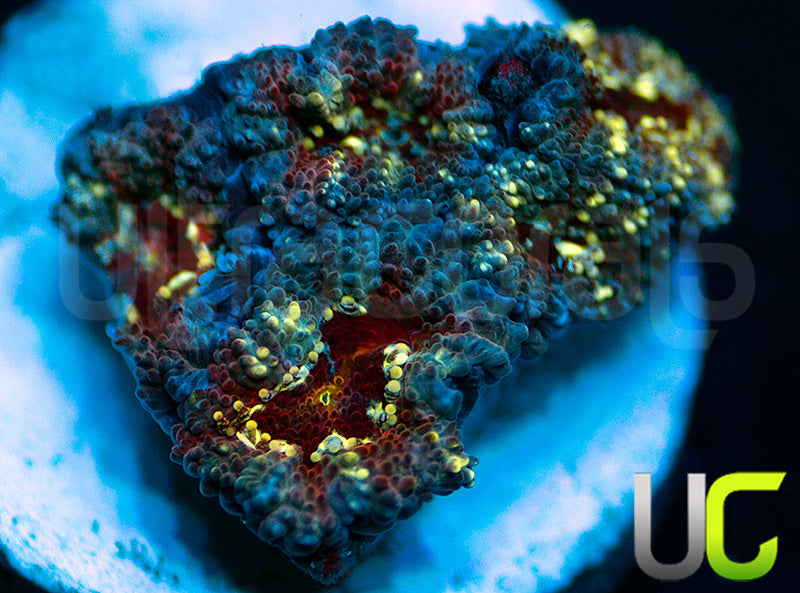 UC Feng Shui Micro Amakusensis