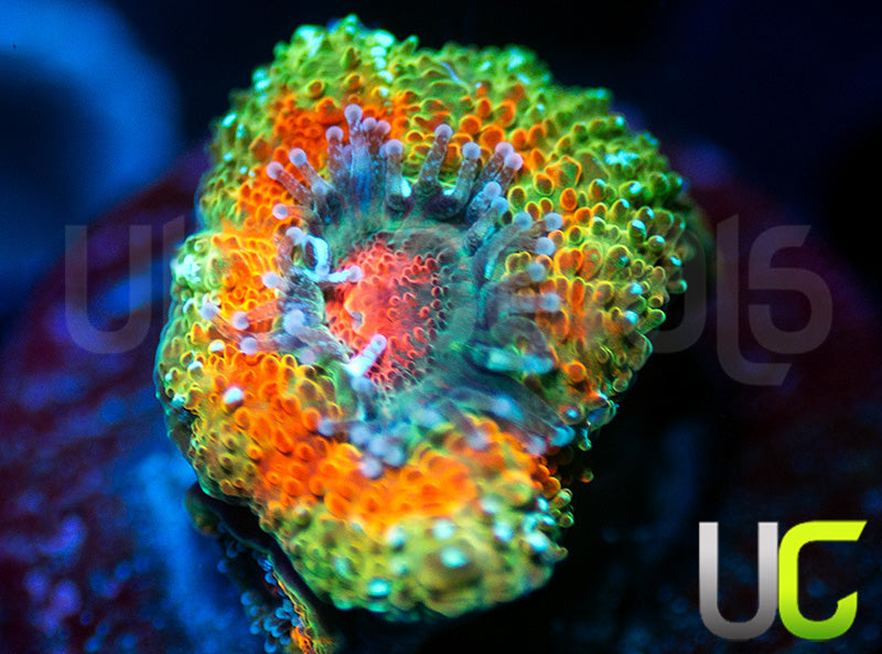 UC Bridesmaid Micro Amakusensis