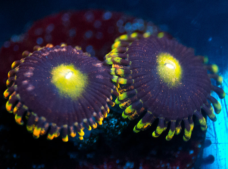 CK Antimatter Zoas