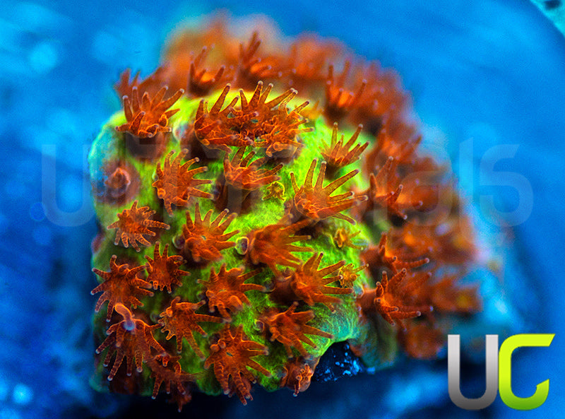 JF Burning Banana Stylo