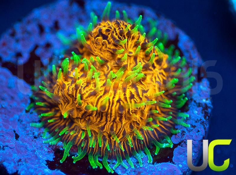 UC Fuzzy Navel Litho