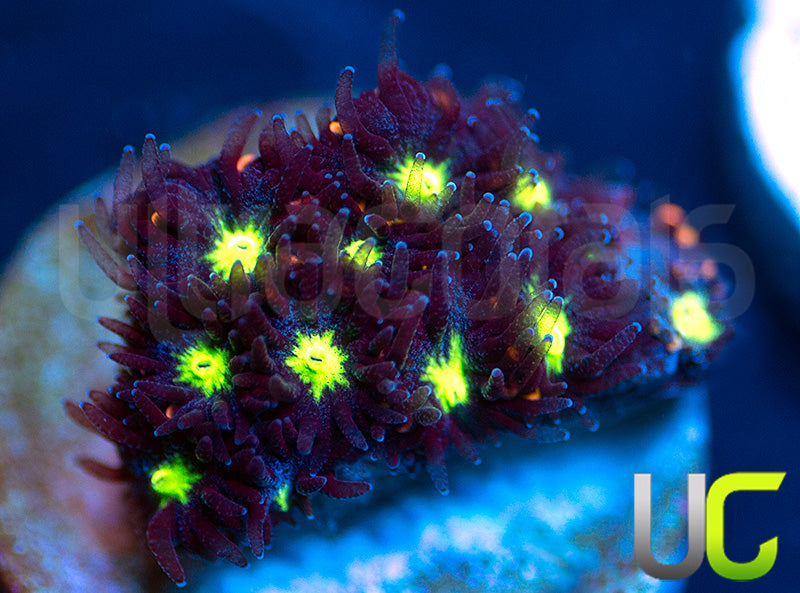 UC Stunt Double Leptastrea