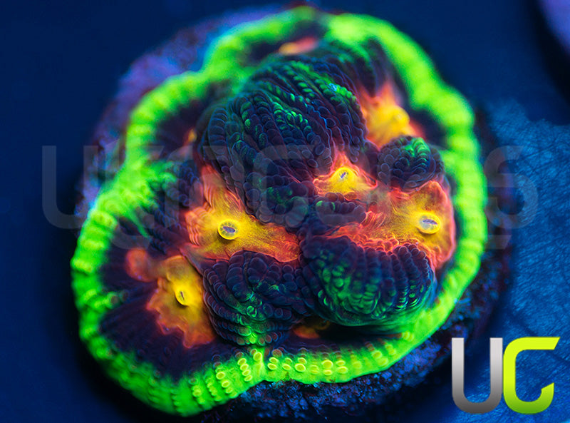 UC Ring Leader Favites