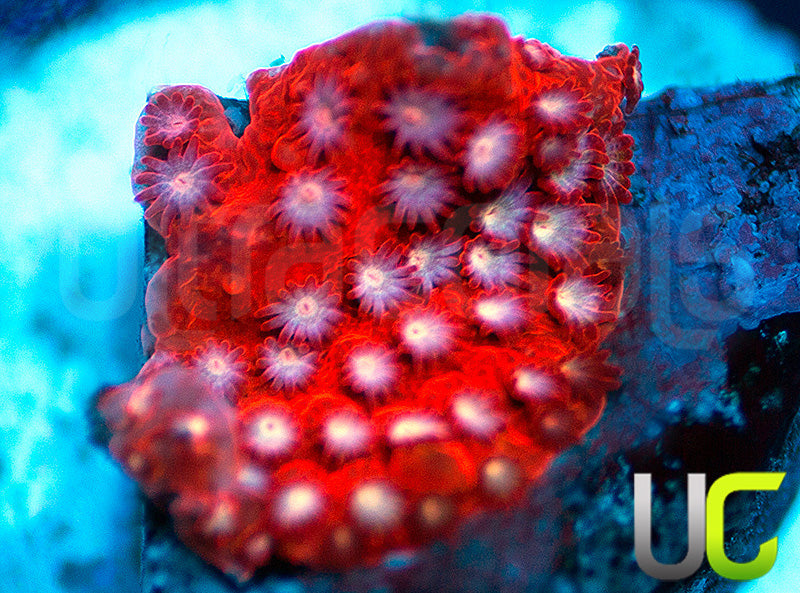 JF Scarlet Fever Stylo