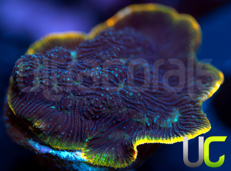 NEW RELEASE: UC Spicy Edge Lepto