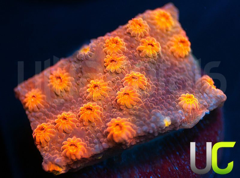 UC Rainbow Rally Cyphastrea