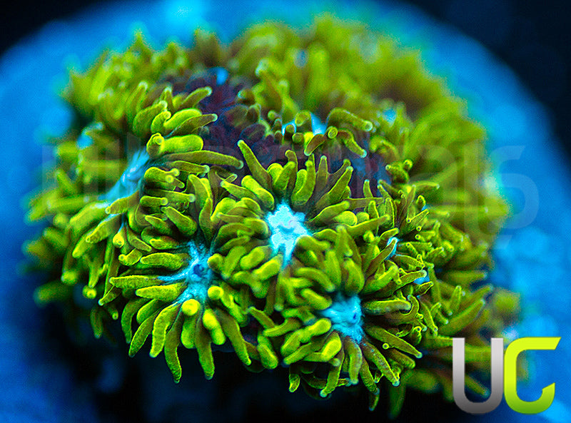 UC Blue Eyed Girl Leptastrea