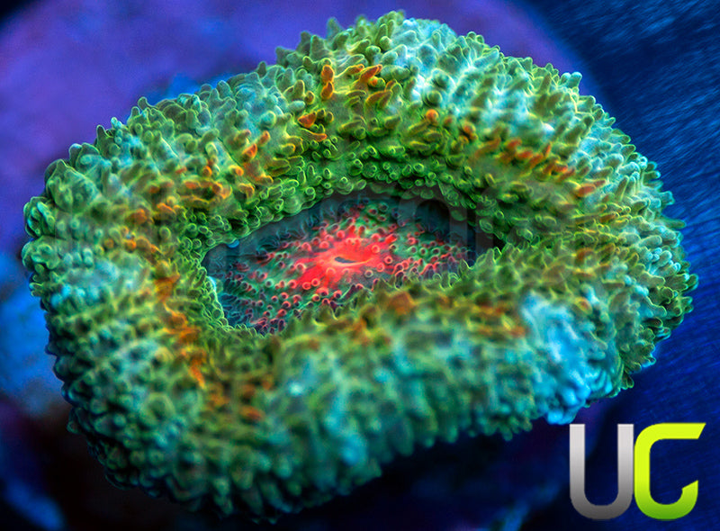 UC Bridesmaid Micro Amakusensis