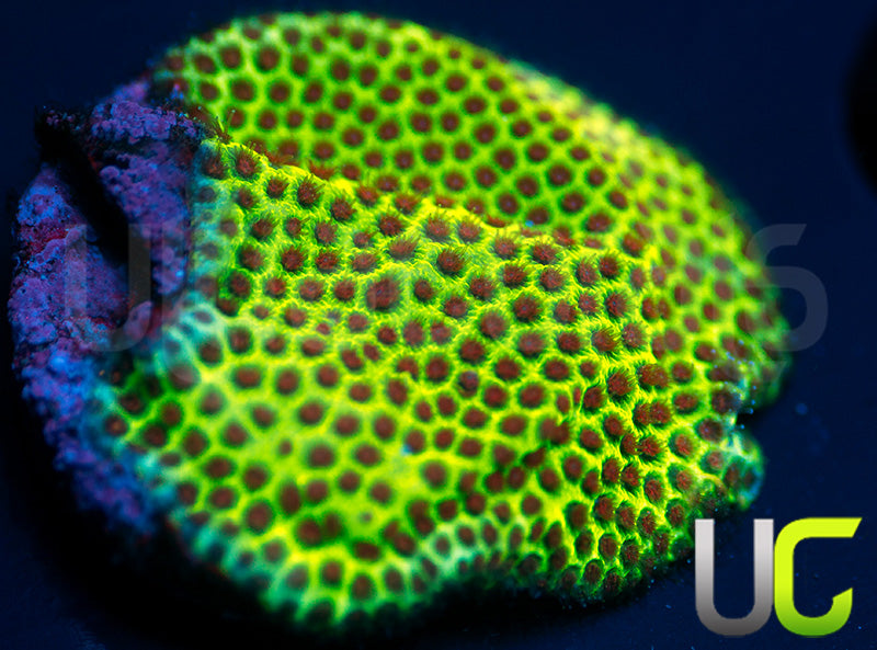 UC The Grinch Porites