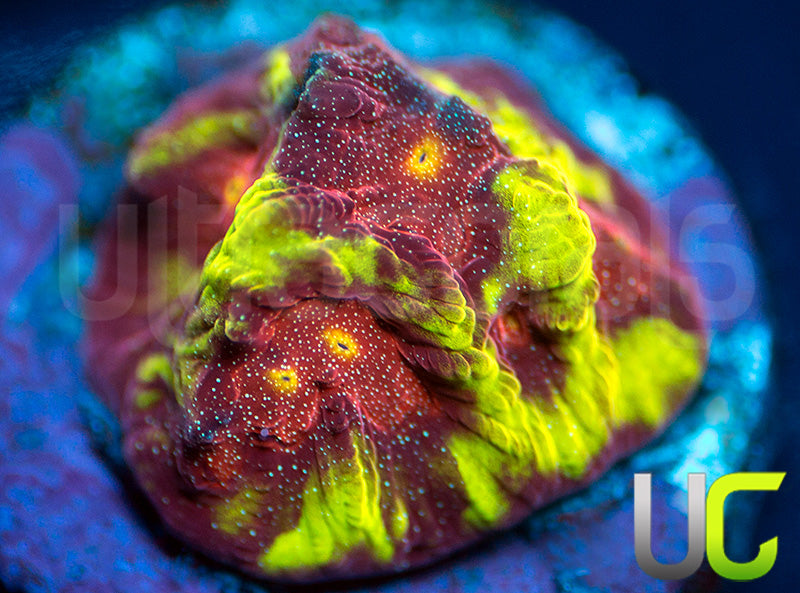 UC Sour Power Favites