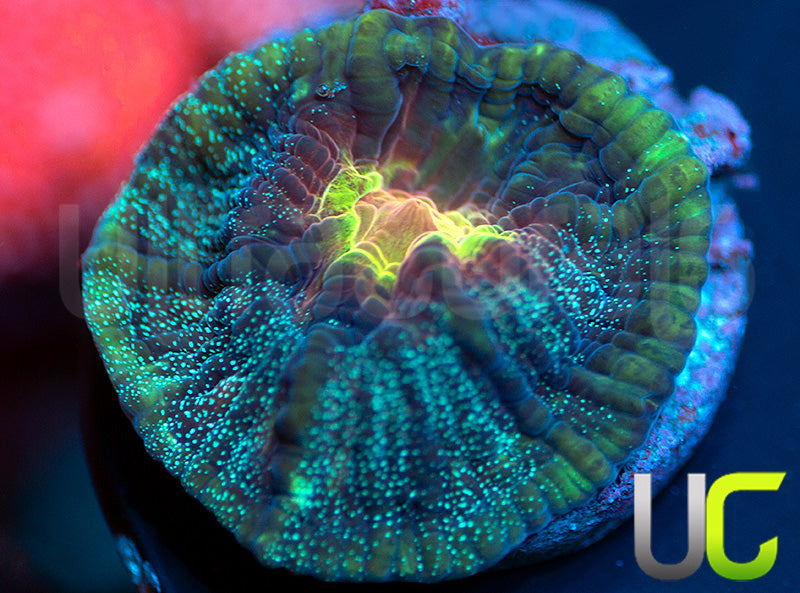 UC Cosplay Mycedium Chalice